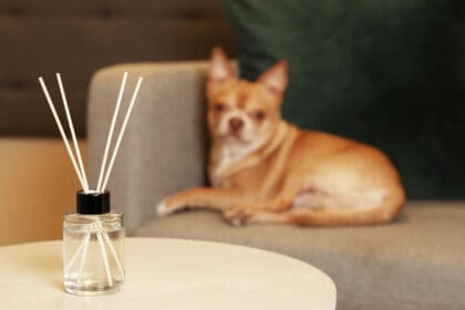 are reed diffusers safe for pets
