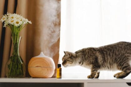 diffusing essential oils at home with pets