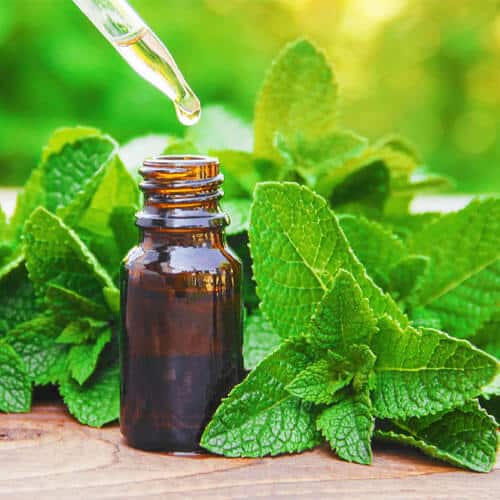 5 Tips For Diffusing Essential Oils at Home With Pets 15 peppermint-oil