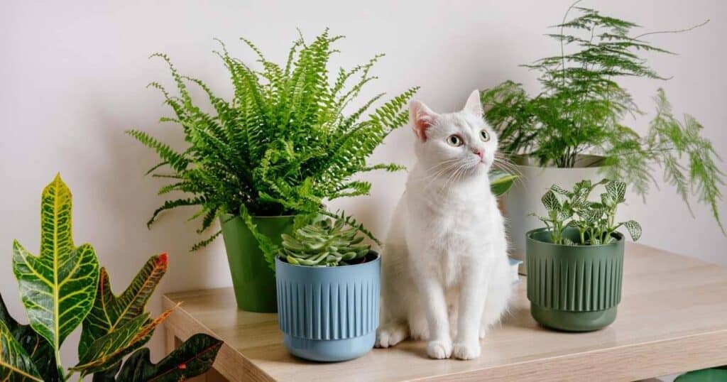 5 Tips For Diffusing Essential Oils at Home With Pets 26 white-cat-at-home-with-potted-plants