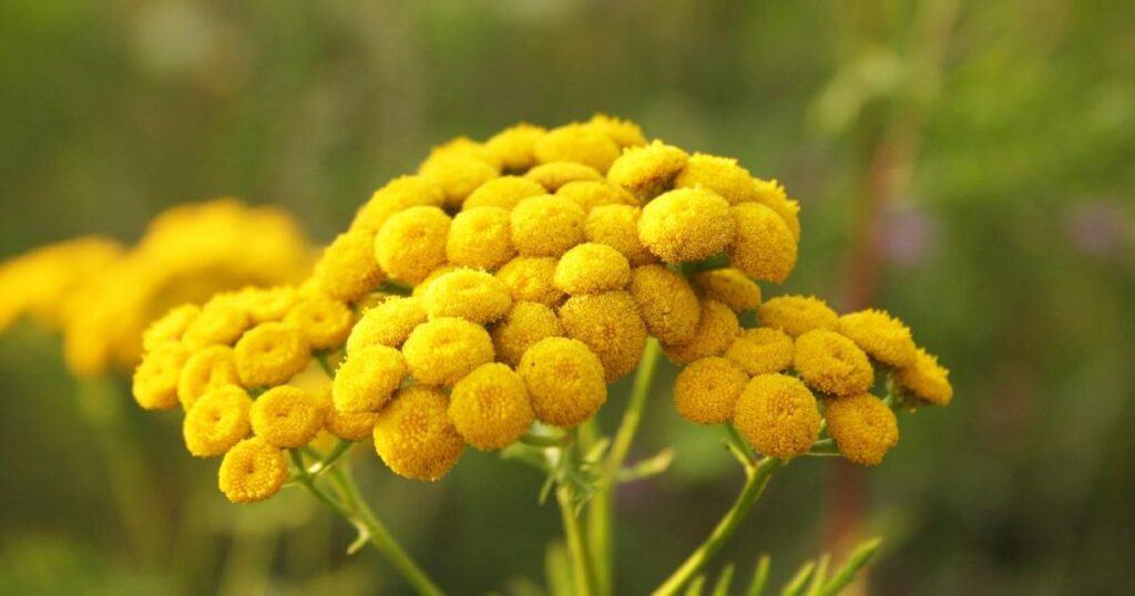 7 Best Blue Tansy Essential Oils for a Fresh and Clean Home 10 blue tansy flower