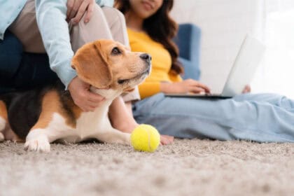 best carpet deodorizer powders