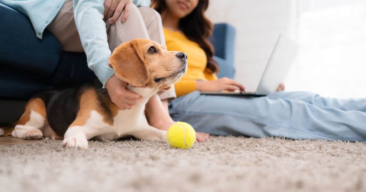 14 Best Carpet Deodorizer Powders: Expert-Recommended for Pet Odors 9 best carpet deodorizer powders