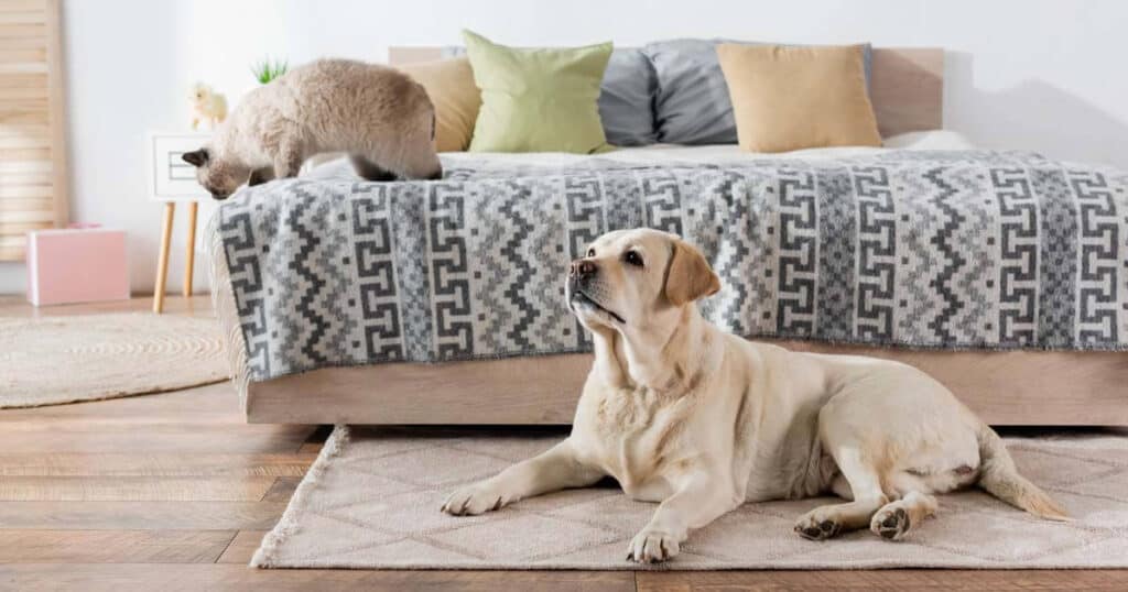 14 Best Carpet Deodorizer Powders: Expert-Recommended for Pet Odors 28 dog lying on floor carpet