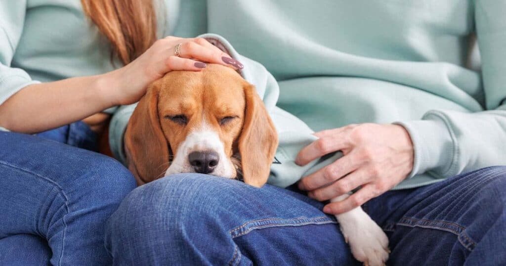 Pet-Safe And Allergy-Safe Home Fragrances: Expert Tips 20 dog feeling tired in the lap of its owner