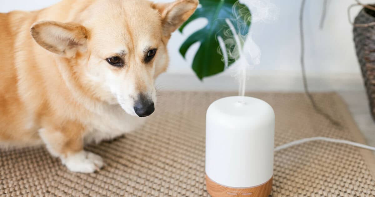 Pet-Safe And Allergy-Safe Home Fragrances: Expert Tips 9 pet-safe and allergy-safe home fragrances
